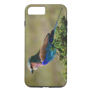 Capa iPhone 8 Plus/7 Plus Lilac Brested Roller Bird iPhone 7 Case