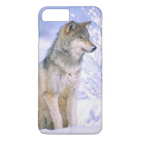 Lobo-Madeira sentado na neve, Canis lupus,