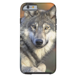 Capa Tough Para iPhone 6 Lobos