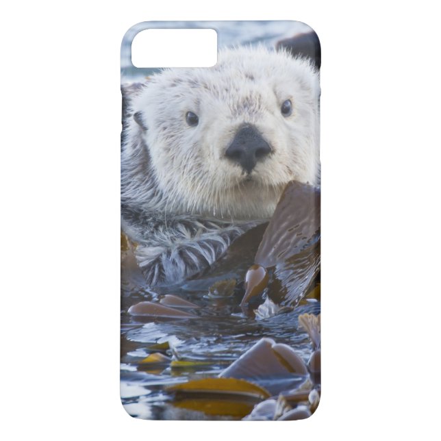 Capa Para iPhone, Case-Mate Lontra marinha envolta em kelp (Verso)