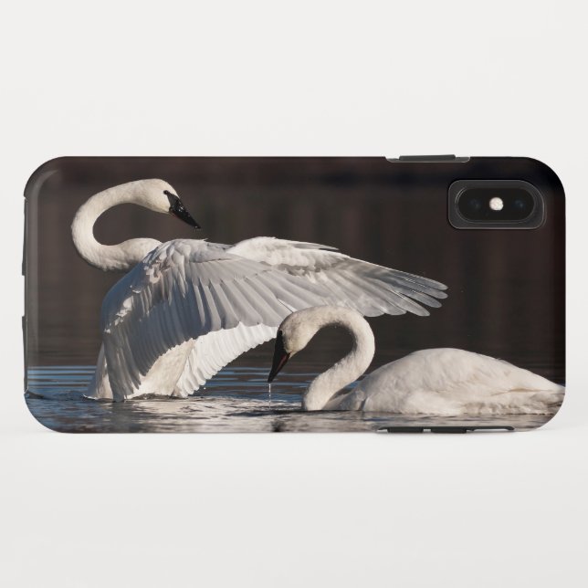 Capa Para iPhone, Case-Mate Loving Swans (Verso (Horizontal))