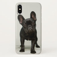 O filhote de cachorro o mais bonito do buldogue