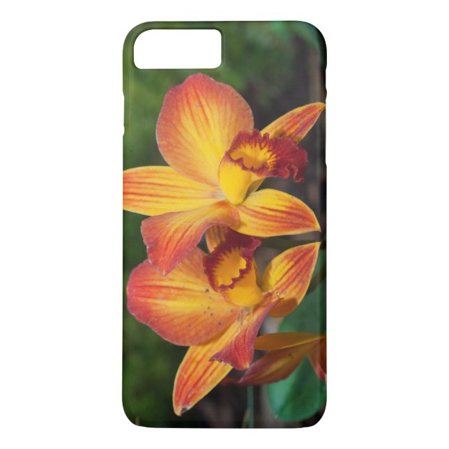 Capa Para iPhone, Case-Mate Orquídea Laranja Gorda Amarelo Rhyncattleanthe (Verso)