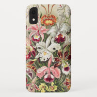 Orquídeas, Orquídeas Denusblumen de Ernst Haeckel