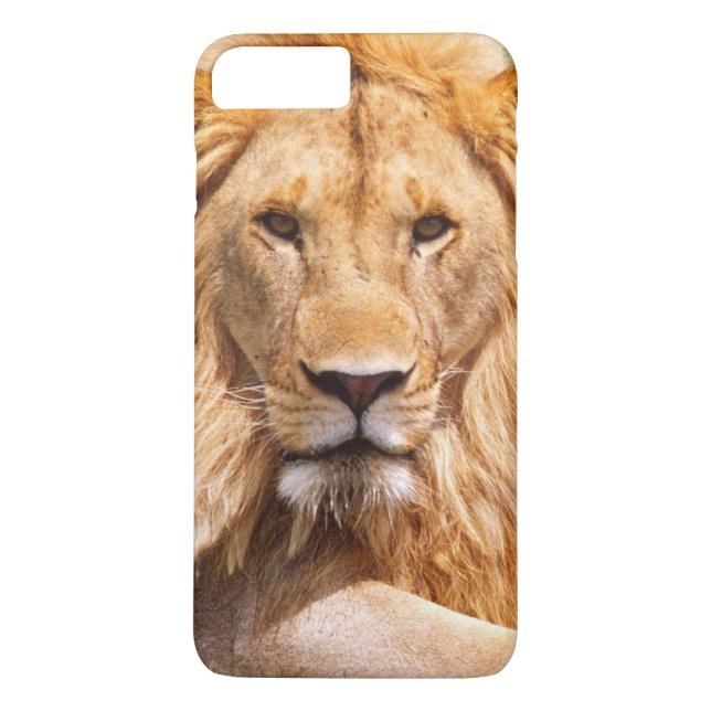 Capa Para iPhone, Case-Mate Par de Leões Africanos, Panthera leo, Tanzânia (Verso)
