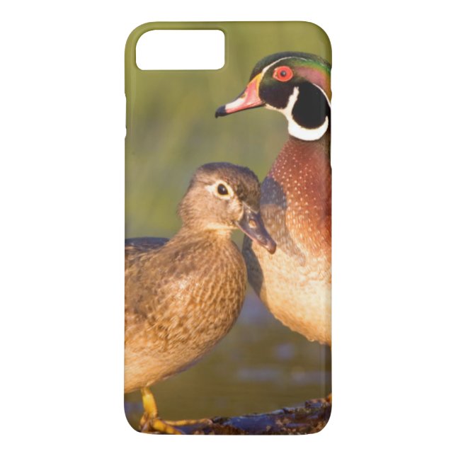 Capa Para iPhone, Case-Mate Patos-carolinianos e fêmea em tronco em área úmida (Verso)