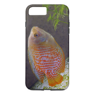 Capa iPhone 8 Plus/7 Plus Peixe anão Gourami