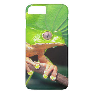 Capa iPhone 8 Plus/7 Plus Perereca-macaco gigante bicolor, Phyllomedusa