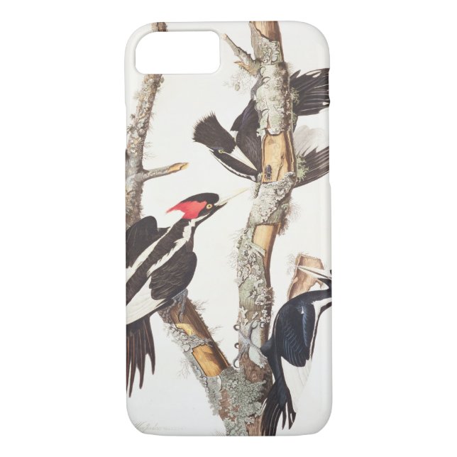 Capa Para iPhone, Case-Mate pica-pau Marfim-faturado, 1829, () (Verso)