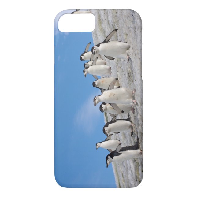 Capa Para iPhone, Case-Mate Pinguins Chinstrap | Pygoscelis Antártica (Verso)