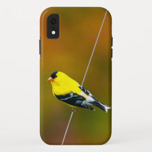 Capa Para iPhone Da Case-Mate Pintassilgo Americano - Fotografia Original