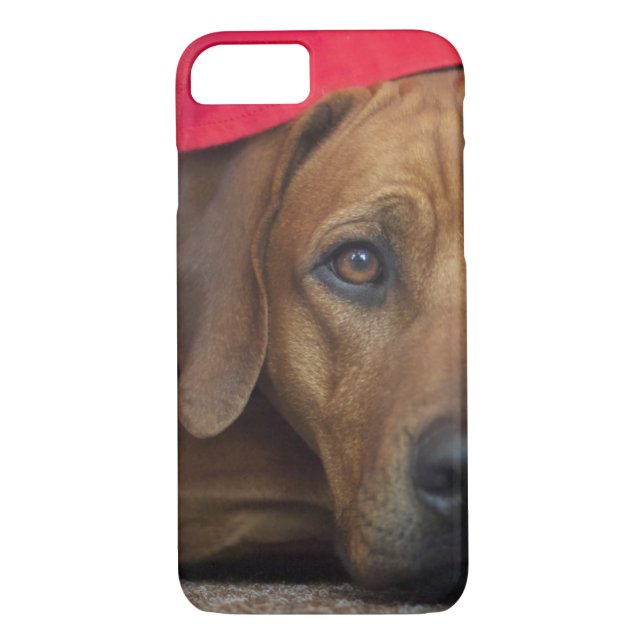 Capa Para iPhone, Case-Mate rhodesian-ridgeback (Verso)