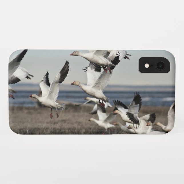 Capa Para iPhone, Case-Mate Snow Geese Voadora (Verso (Horizontal))