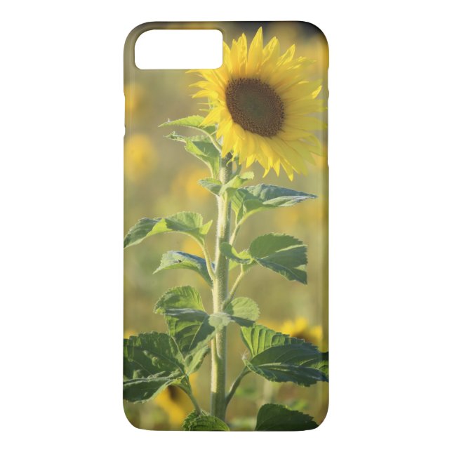 Capa Para iPhone, Case-Mate Solteiro Amarelo Girassol (Verso)