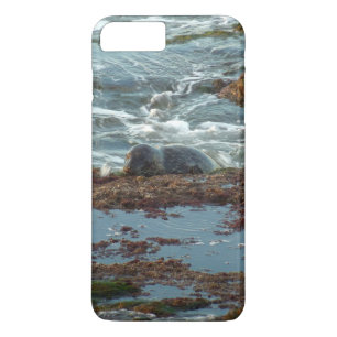 Capa Para iPhone Da Case-Mate Sunset Lit Harbor Seal I em San Diego