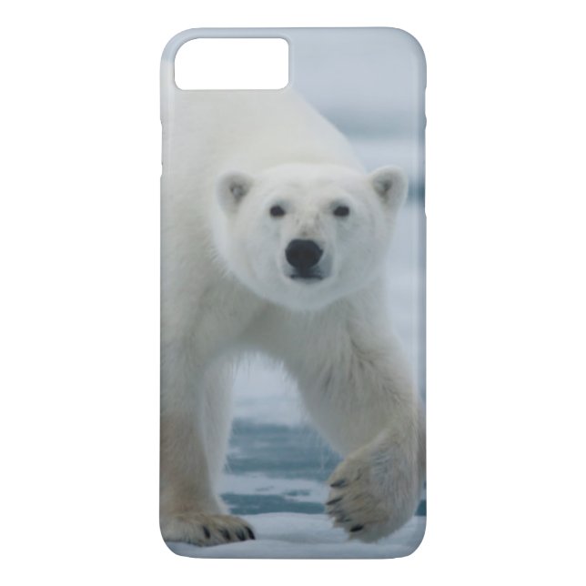 Capa Para iPhone, Case-Mate Urso Polar, Ursus Maritimus, Adulto (Verso)