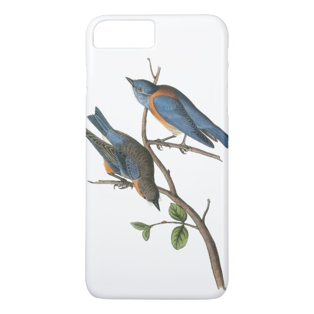 Capa Para iPhone, Case-Mate Western Bluebird por Audubon (Verso)