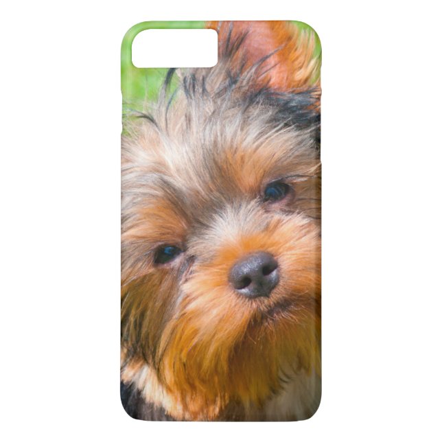 Capa Para iPhone, Case-Mate Yorkshire Terrier procurando (Verso)