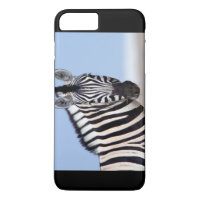 Zebra olhando para você