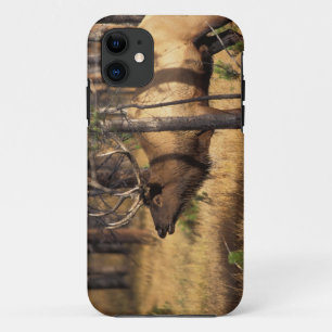 Capa Para iPhone Da Case-Mate alce, Cervus elaphus, borbulhos de touro em uma qu