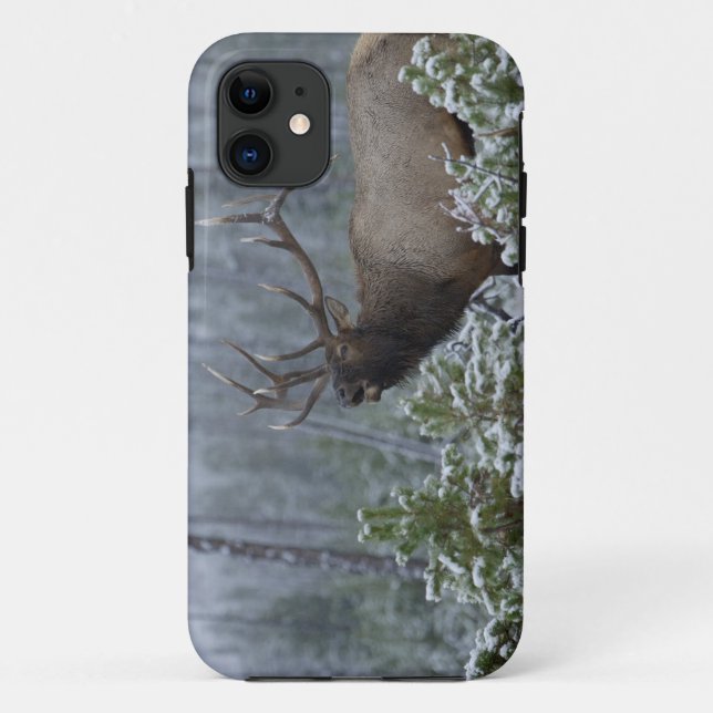 Capa Para iPhone Da Case-Mate Alce macho na neve chamando, bramindo, Yellowstone (Verso)