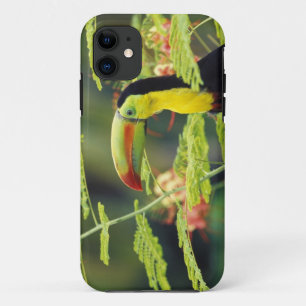 Capa Para iPhone Da Case-Mate América Central, Honduras. Tucano-bico-de-querubim