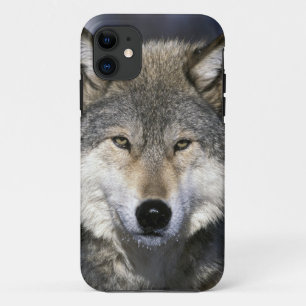 Capa Para iPhone Da Case-Mate América do Norte, EUA, Minnesota. Lobo Canis