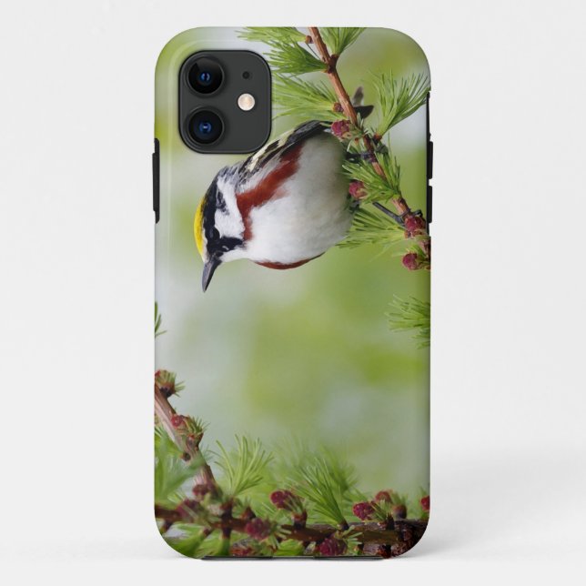 Capa Para iPhone Da Case-Mate Bird grey_iphone (Verso)