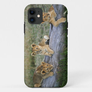 Capa Para iPhone Da Case-Mate Cães de leões em log, Panthera leo, Masai Mara, 2