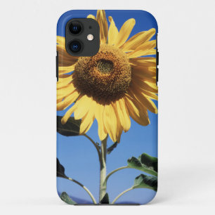 Capa Para iPhone Da Case-Mate Califórnia, Um Girassol Gigante (Helianthus) 3