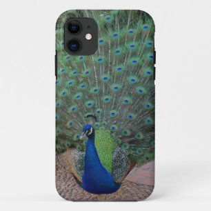 Capa Para iPhone Da Case-Mate Caso do iPhone 5 do pavão