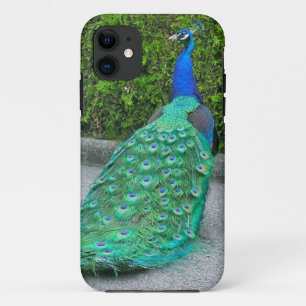 Capa Para iPhone Da Case-Mate caso do iPhone 5, "pavão orgulhoso "