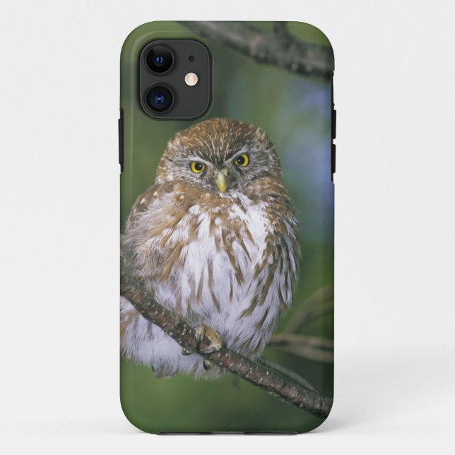 Capa Para iPhone Da Case-Mate Chile, Aysen. Juvenil Autral Pygmy Owl (Verso)