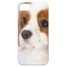 Capa Para iPhone Da Case-Mate Estojo para iphone 5g do doce Cavalier King Charle