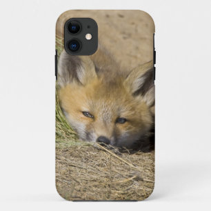 Capa Para iPhone Da Case-Mate EUA, Colorado, Breckenridge. Raposa vermelha alert