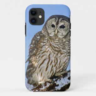 Capa Para iPhone Da Case-Mate EUA, Colorado. Retrato de uma coruja-listrada empo