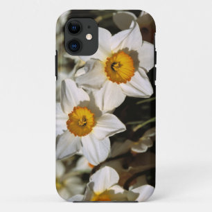 Capa Para iPhone Da Case-Mate EUA, Oregon, Vale do Willamette. Narcisos