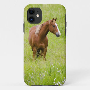 Capa Para iPhone Da Case-Mate EUA, Washington, Cavalo em Campo de Primavera,