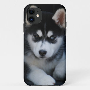 Capa Para iPhone Da Case-Mate Filhote de cachorro adorável do cão de trenó do