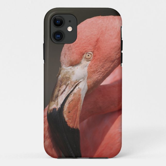 Capa Para iPhone Da Case-Mate Flamingo chileno, Phoenicopterus chilensis (Verso)