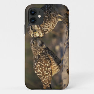 Capa Para iPhone Da Case-Mate Flórida, Fort Myers. Casal de Coruja-buraqueira se