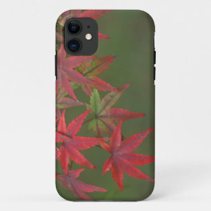 Capa Para iPhone Da Case-Mate Folhas de bordo, Katsura, Kyoto, Japão