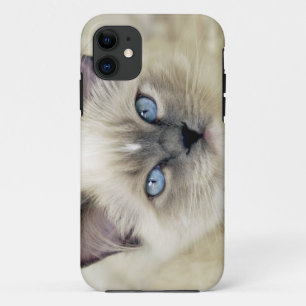 Capa Para iPhone Da Case-Mate Gatinho Ragdoll