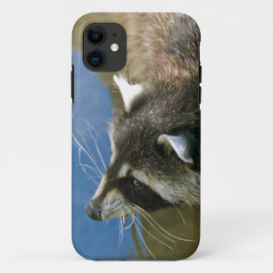 Capa Para iPhone Da Case-Mate Guaxinim