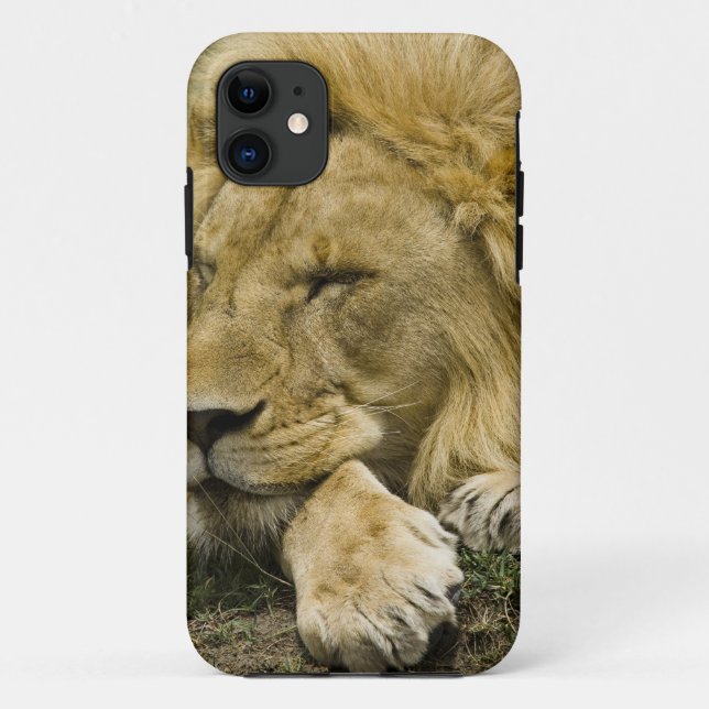 Capa Para iPhone Da Case-Mate Leão-africano, Panthera leo, deitado dormindo (Verso)