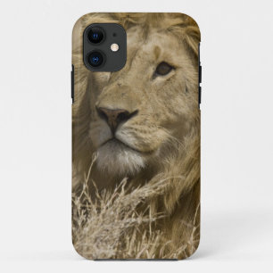 Capa Para iPhone Da Case-Mate Leão Africano, Panthera leo, Retrato de um