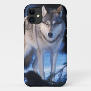 Capa Para iPhone Da Case-Mate lobo cinzento, Canis lupus, nos contrafortes