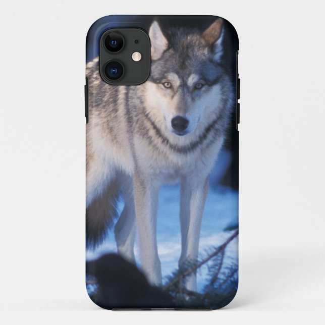 Capa Para iPhone Da Case-Mate lobo cinzento, Canis lupus, nos contrafortes (Verso)