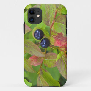 Capa Para iPhone Da Case-Mate Mirtilos maduros no Flathead National