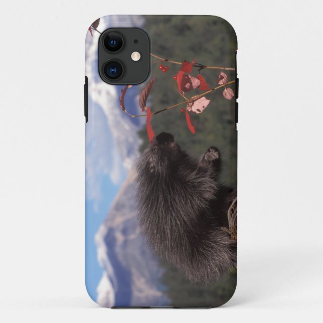 Capa Para iPhone Da Case-Mate ouriço-comum se alimentando de cranberry de arbust (Verso)